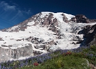 Mount Rainier with meadows in bloom